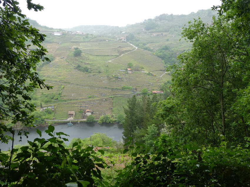 A peek through the foliage to the vineyards on the opposite hillside at the terraced slopes across from Ecosacra Winery.