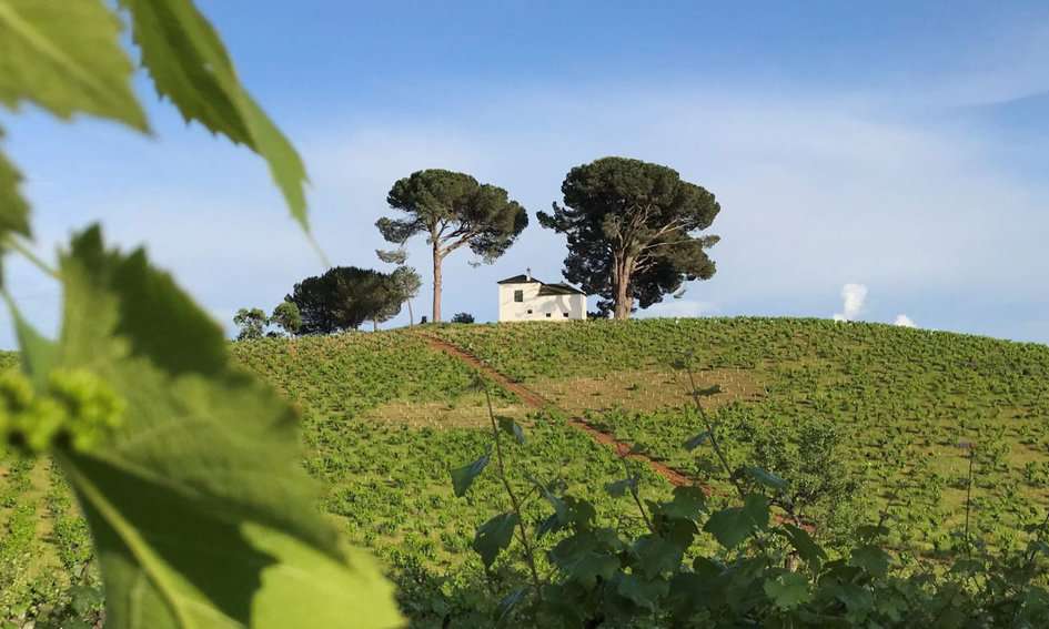 The Cantariña Vinos de Familia Cabin on a Hilltop