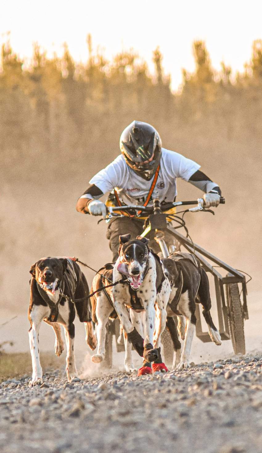 Jakob trains with some of his prize-winning dogs. Photo provided by Konrad Jakob