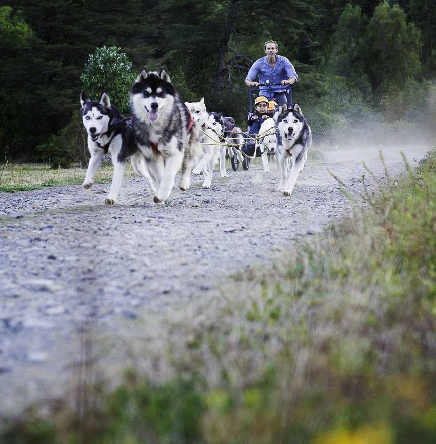 Konrad Jakob takes some guests out for mushing practice with his husky pack. Photo provided by Konrad Jakob