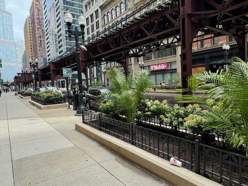 Downtown Chicago is crazy with flower beds, on almost every major street you find these pretty, well maintained beds.