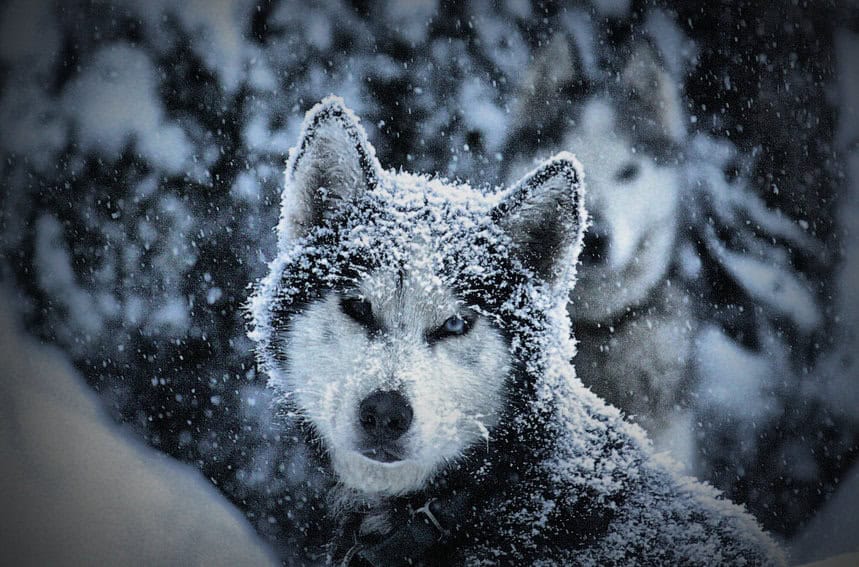 A snow-dusted husky in the winter. Photo provided by Konrad Jakob