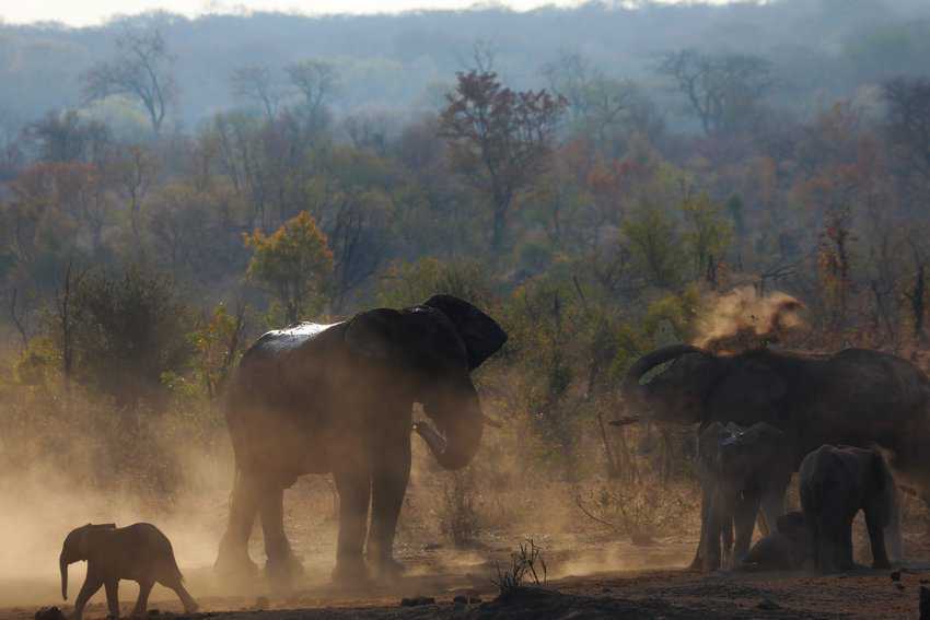 A herd of elephants at the waterhole taking a sand shower.