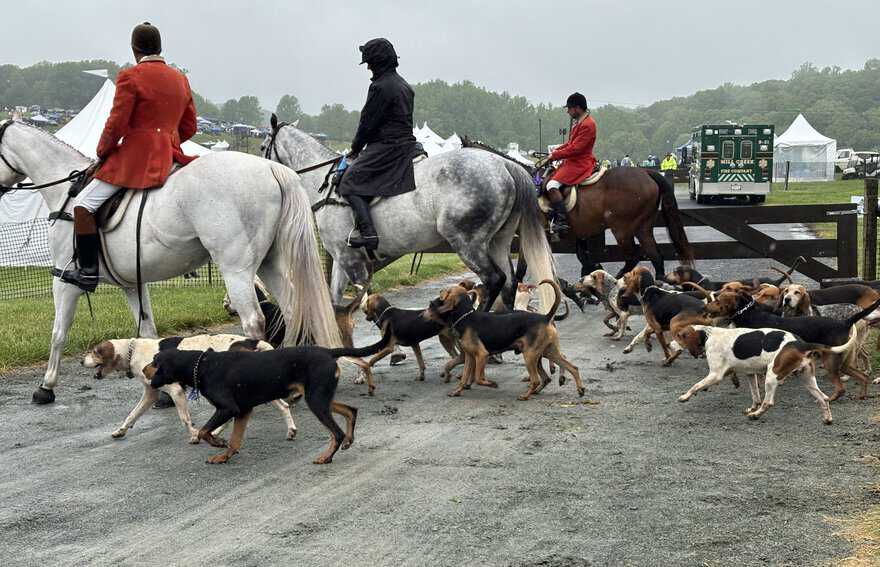 Parade of Hounds at Point to Point scaled