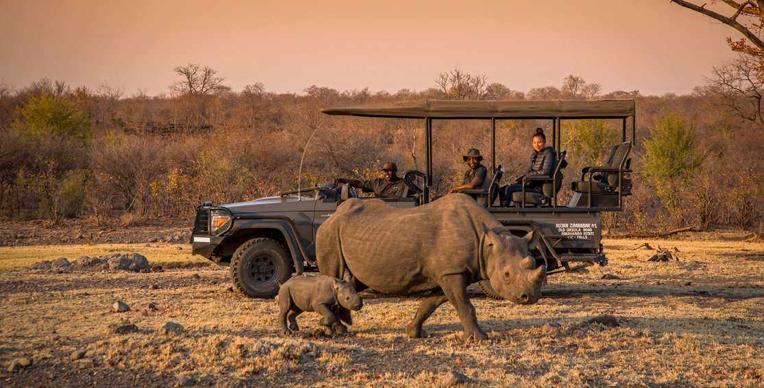 A black rhino game drive.