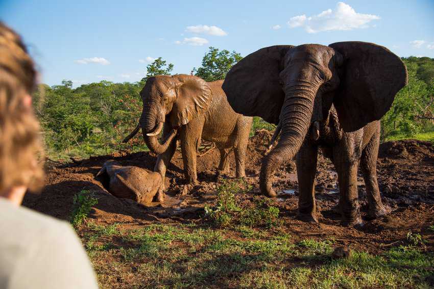 Upclose with elephants.