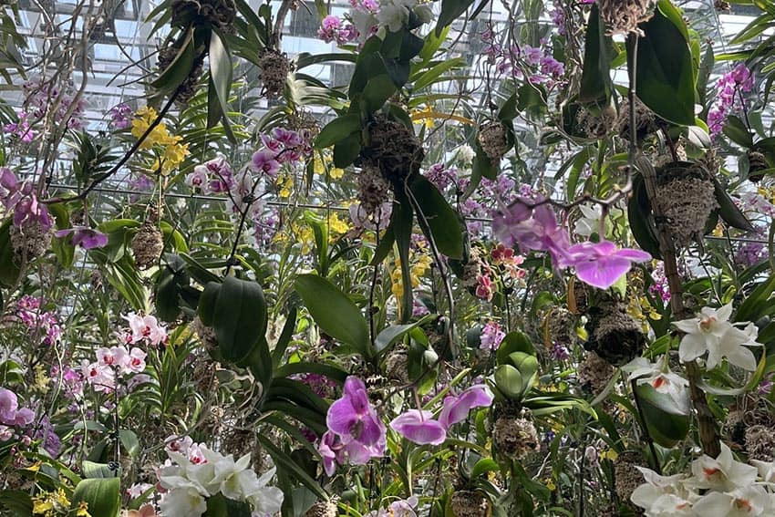 Inside "The Garden" exhibit in Tokyo's Team LAB Planets