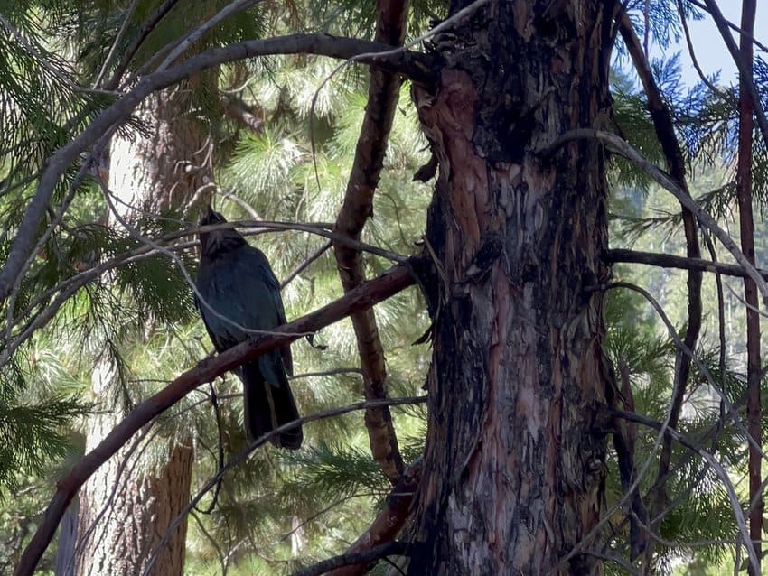 Large Blue Jay in a pine tree along the path at Granlibakken Tahoe. 