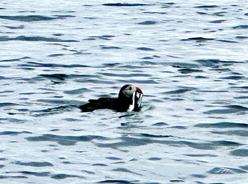 A puffin with one of his many catches of the day off the coast of Iceland. Photo by Diane Crabtree