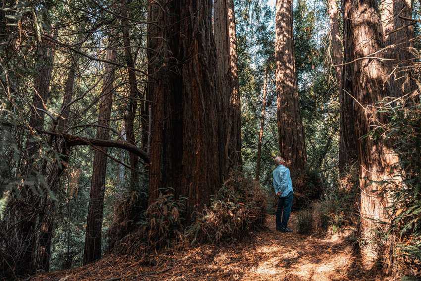 A man stands in awe, gazing up at a towering redwood tree along the Dimond Canyon Trail. 