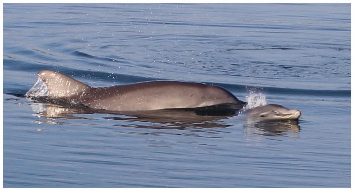 Kenya. Niamh McAnally Dolphin with calf