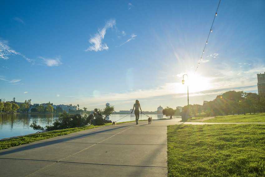 A woman is walking her two furry friends around Lake Merritt on a beautiful day