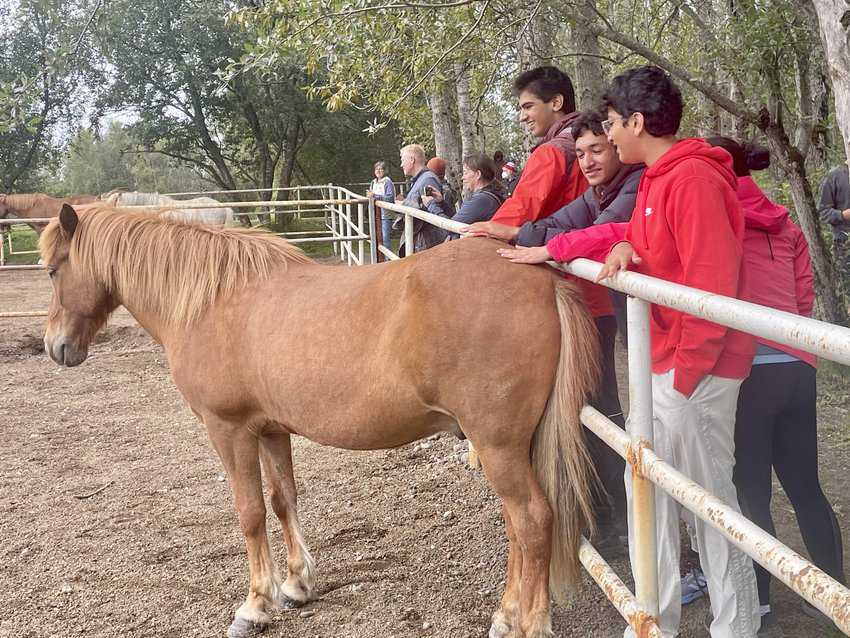 Ponies at Fridheimar love a good scratch. Photos by Anne Braly