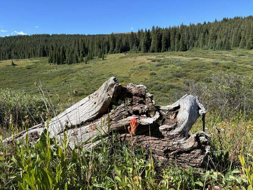 Shrine Pass stump and meadow view scaled