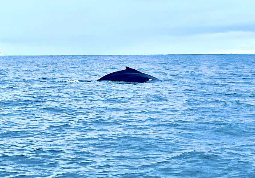 Whales are often spotted on whale tours.