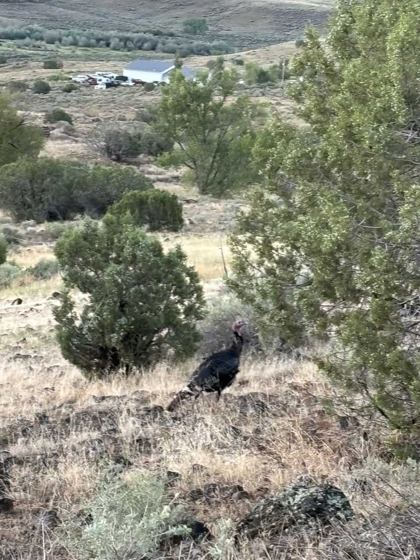 Wild turkey on Rogers Mesa scaled