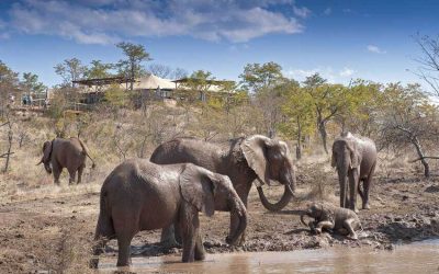 The Elephant Camp, Victoria Falls, Zimbabwe